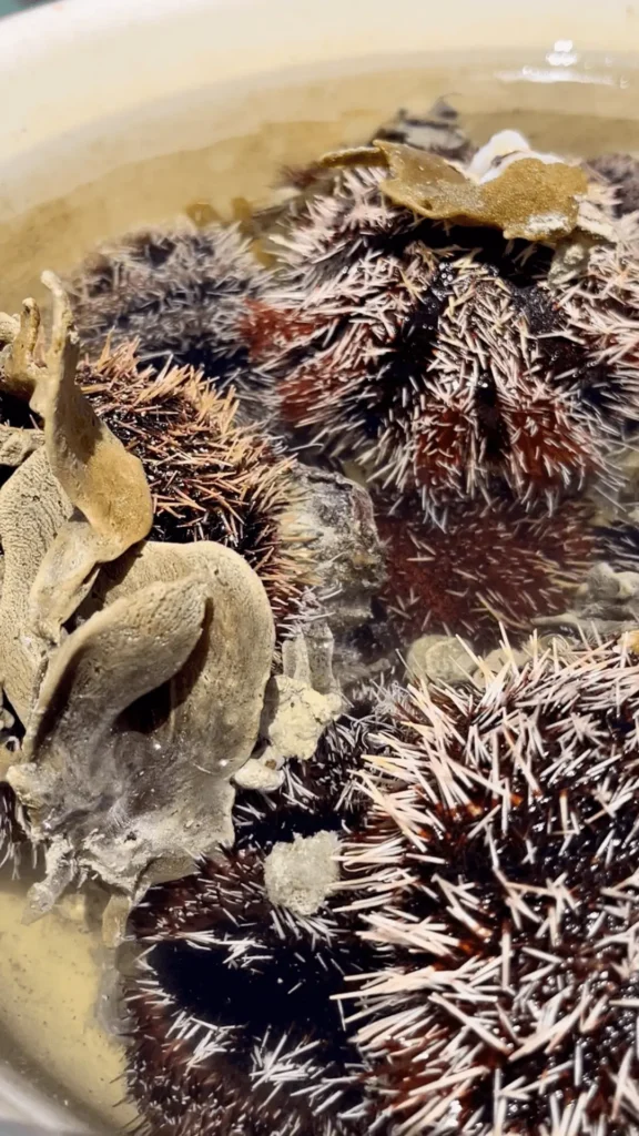 морские ежи в воде